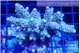 Acropora tenuis green purple 5-7 cm WYSIWYG acclimaté