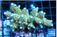 Acropora tenuis green purple 5-7 cm WYSIWYG acclimaté