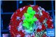Acropora green 2 cm WYSIWYG acclimaté