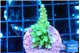Acropora green 2-3 cm WYSIWYG acclimaté