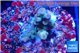 Acropora green purple 1-2 cm WYSIWYG acclimaté