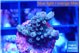Acropora green purple 2 cm WYSIWYG acclimaté