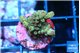 Acropora green purple 2 cm WYSIWYG acclimaté