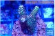 Acropora mango 2-3 cm WYSIWYG acclimaté