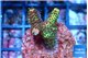 Acropora mango 2-3 cm WYSIWYG acclimaté