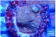 Montipora fruity 2 cm WYSIWYG acclimaté