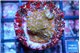 Montipora fruity 2 cm WYSIWYG acclimaté