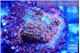 Montipora superman 2 cm WYSIWYG acclimaté