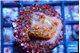 Montipora superman 2 cm WYSIWYG acclimaté