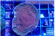 Montipora purple & green blue polyps 3-4 cm WYSIWYG acclimaté