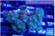 Pocillopora damicornis green & pink tip 3-5 cm WYSIWYG acclimaté