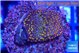 Montipora fruity 2-3 cm WYSIWYG acclimaté
