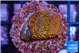 Montipora fruity 2-3 cm WYSIWYG acclimaté