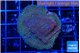 Montipora purple & green blue polyps 3-4 cm WYSIWYG acclimaté