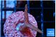 Seriatopora pink 2-3 cm WYSIWYG acclimaté