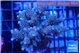 Acropora golden purple 6-7 cm WYSIWYG acclimaté