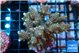 Acropora golden purple 6-7 cm WYSIWYG acclimaté