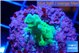 Acropora green 2-3 cm WYSIWYG acclimaté