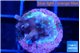 Acropora carduus green polyps deep water 1-2 cm WYSIWYG acclimaté