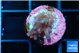 Acropora carduus green polyps deep water 1-2 cm WYSIWYG acclimaté