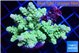 Acropora neon green 5-6 cm WYSIWYG acclimaté