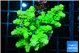 Acropora neon green 5-6 cm WYSIWYG acclimaté