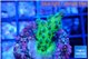 Acropora green 2-3 cm WYSIWYG acclimaté