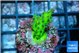 Acropora green 2-3 cm WYSIWYG acclimaté