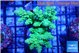 Acropora neon green 5-6 cm WYSIWYG acclimaté