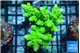 Acropora neon green 5-6 cm WYSIWYG acclimaté