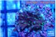 Acropora carduus green polyps deep water 2-3 cm WYSIWYG acclimaté