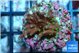 Acropora carduus green polyps deep water 2-3 cm WYSIWYG acclimaté