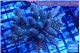 Acropora green purple 6-8 cm WYSIWYG acclimaté