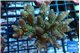 Acropora green purple 6-8 cm WYSIWYG acclimaté