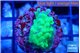 Acropora neon green 2-3 cm WYSIWYG acclimaté