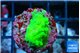 Acropora neon green 2-3 cm WYSIWYG acclimaté