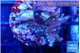 Acropora carduus green polyps deep water 2-3 cm WYSIWYG acclimaté