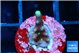 Acropora carduus green polyps deep water 1-2 cm WYSIWYG acclimaté