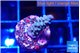 Acropora green & blue ice Fijii 2-3 cm WYSIWYG acclimaté