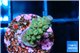 Acropora green & blue ice Fijii 2-3 cm WYSIWYG acclimaté