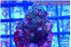 Pocillopora damicornis green & pink tip 2-3 cm WYSIWYG acclimaté
