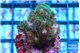 Pocillopora damicornis green & pink tip 2-3 cm WYSIWYG acclimaté