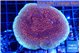 Montipora purple & blue polyps 4-5 cm WYSIWYG acclimaté