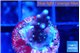 Acropora carduus green polyps deep water 1-2 cm WYSIWYG acclimaté