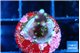 Acropora carduus green polyps deep water 1-2 cm WYSIWYG acclimaté