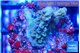 Acropora green 2 cm WYSIWYG acclimaté