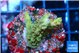 Acropora green 2 cm WYSIWYG acclimaté