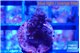 Acropora purple 2 cm WYSIWYG acclimaté