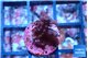 Acropora purple 2 cm WYSIWYG acclimaté