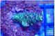 Acropora green 2 cm WYSIWYG acclimaté